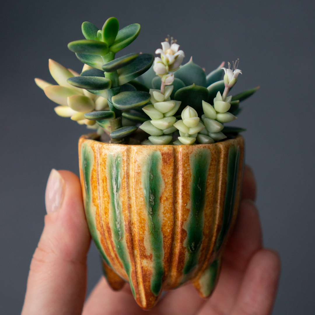 10_succulent_jewelry_box_with_echeveria_chihuahuensis_and_crassula_ovata