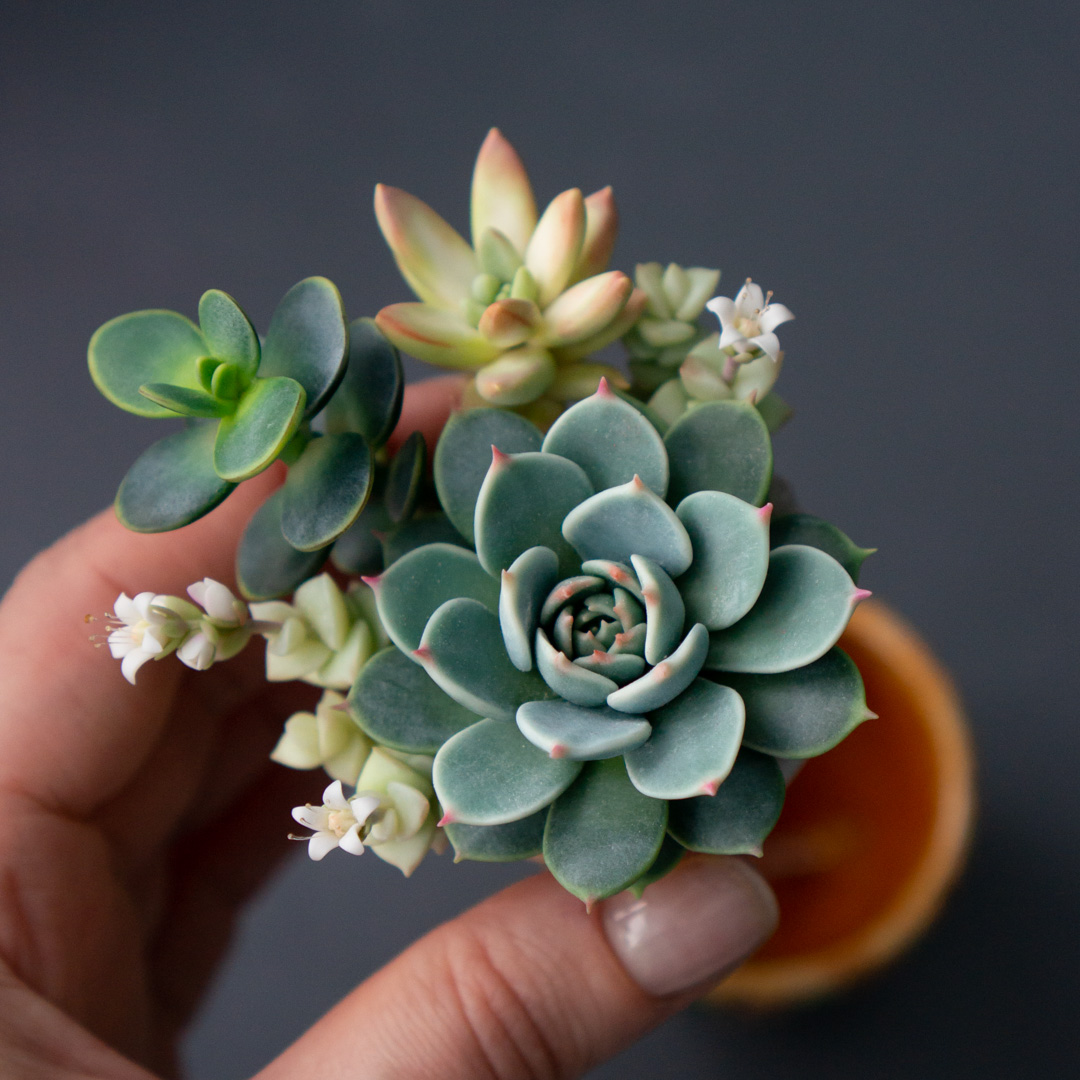 11_succulent_jewelry_box_with_echeveria_chihuahuensis_and_crassula_ovata