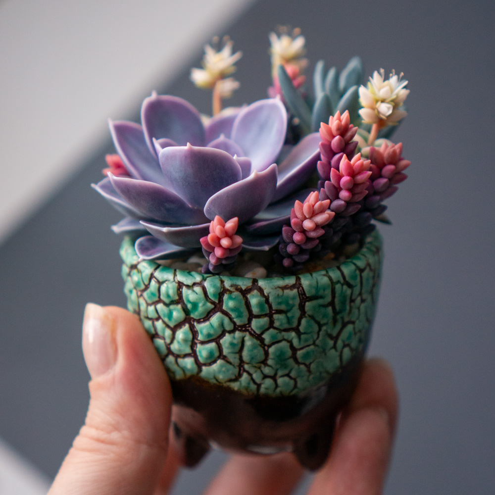 01_jewelry_box_echeveria_perle_von_nurnberg_crassula_calico_kitten_senecio_serpens