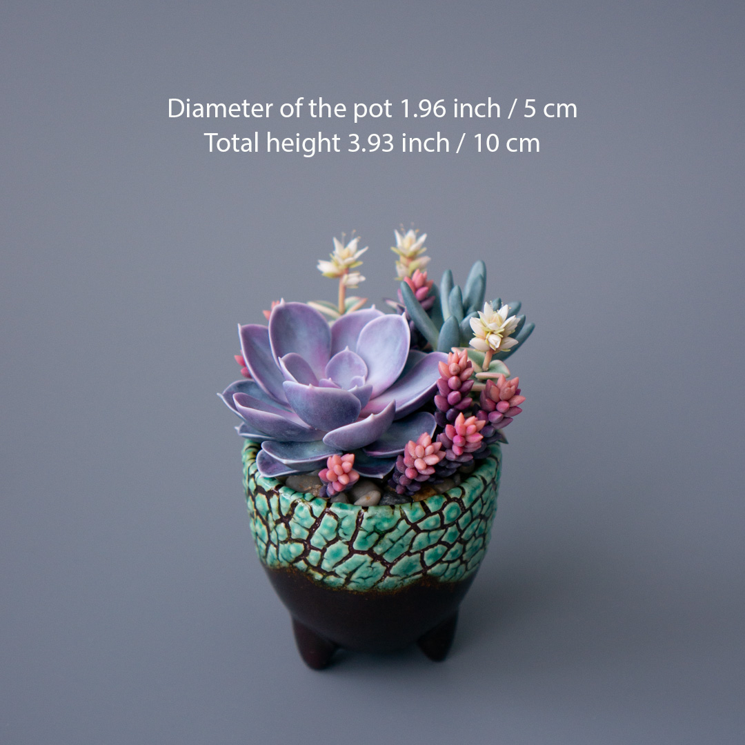 03_jewelry_box_echeveria_perle_von_nurnberg_crassula_calico_kitten_senecio_serpens
