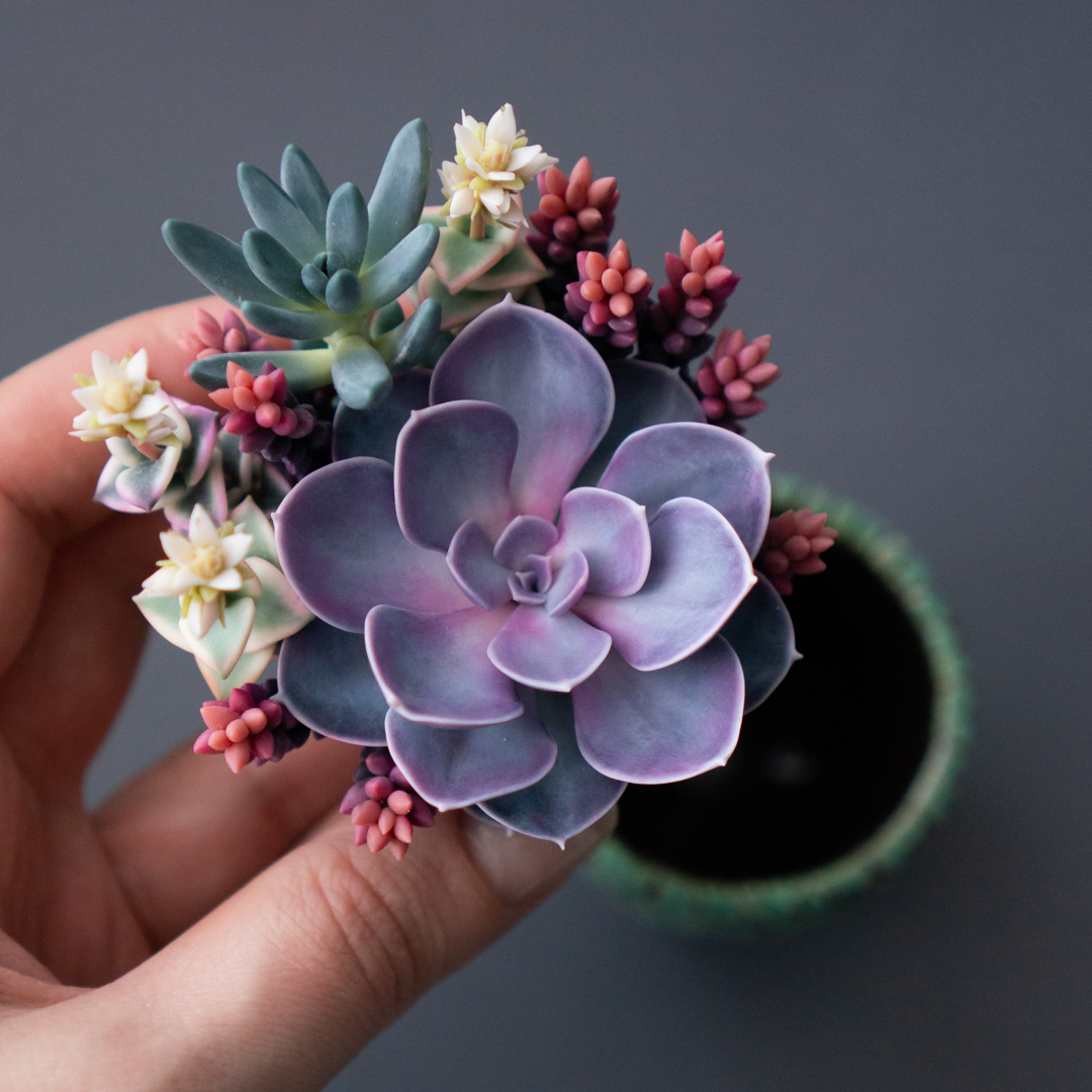 04_jewelry_box_echeveria_perle_von_nurnberg_crassula_calico_kitten_senecio_serpens