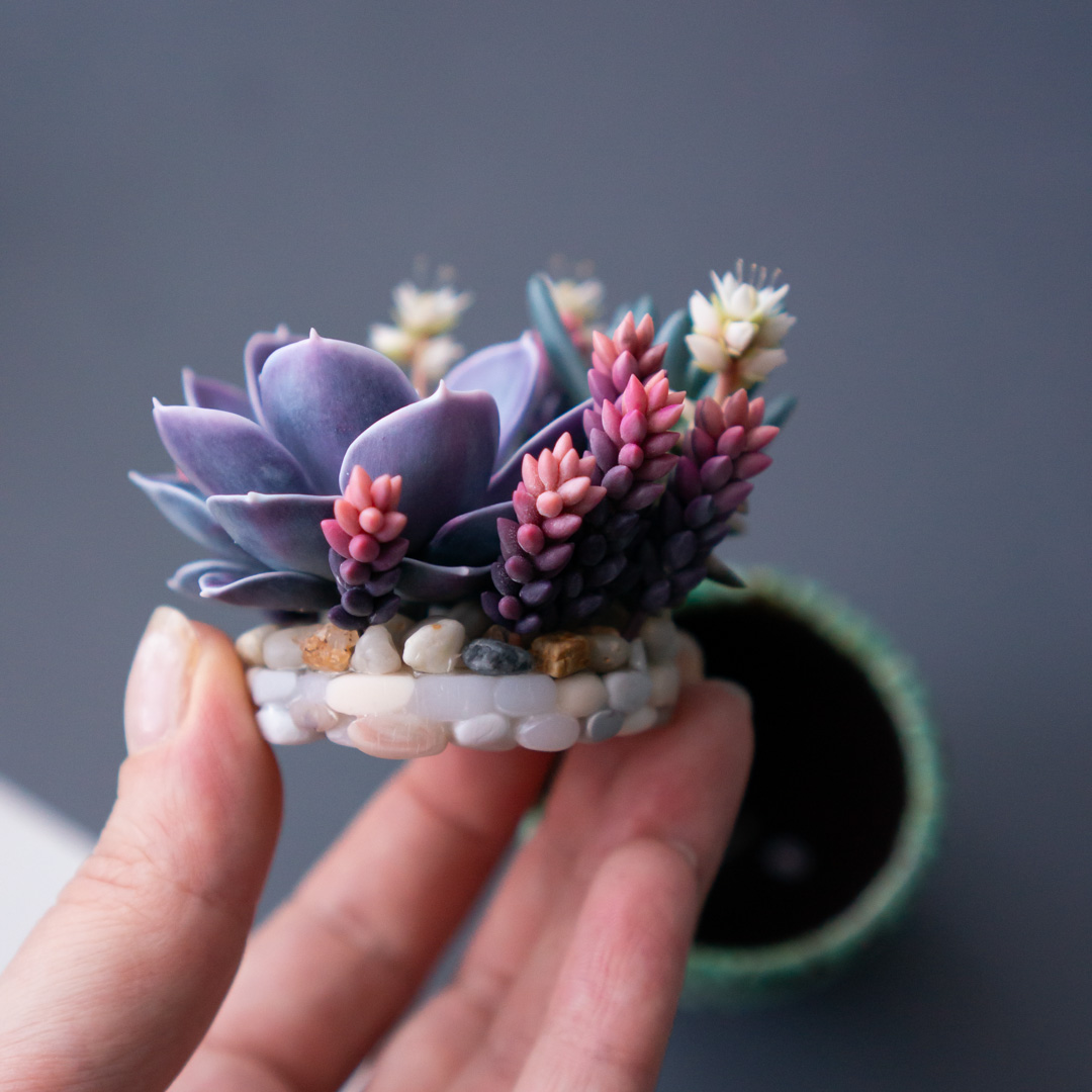 05_jewelry_box_echeveria_perle_von_nurnberg_crassula_calico_kitten_senecio_serpens