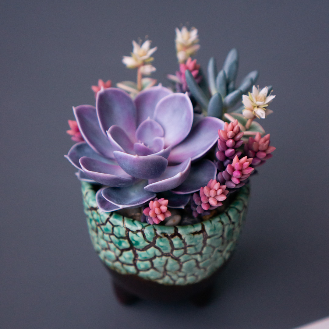 07_jewelry_box_echeveria_perle_von_nurnberg_crassula_calico_kitten_senecio_serpens