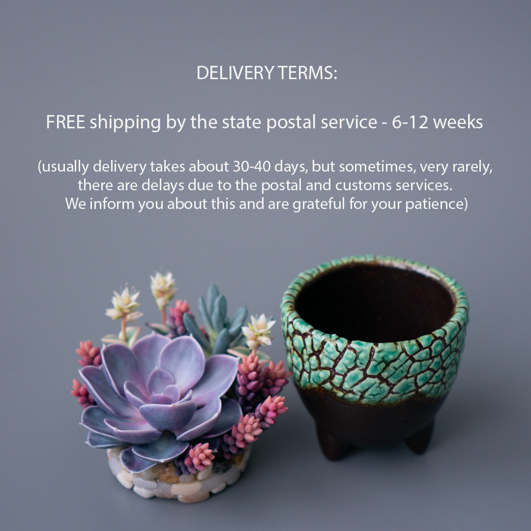 08_jewelry_box_echeveria_perle_von_nurnberg_crassula_calico_kitten_senecio_serpens