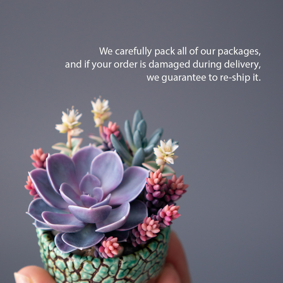 09_jewelry_box_echeveria_perle_von_nurnberg_crassula_calico_kitten_senecio_serpens