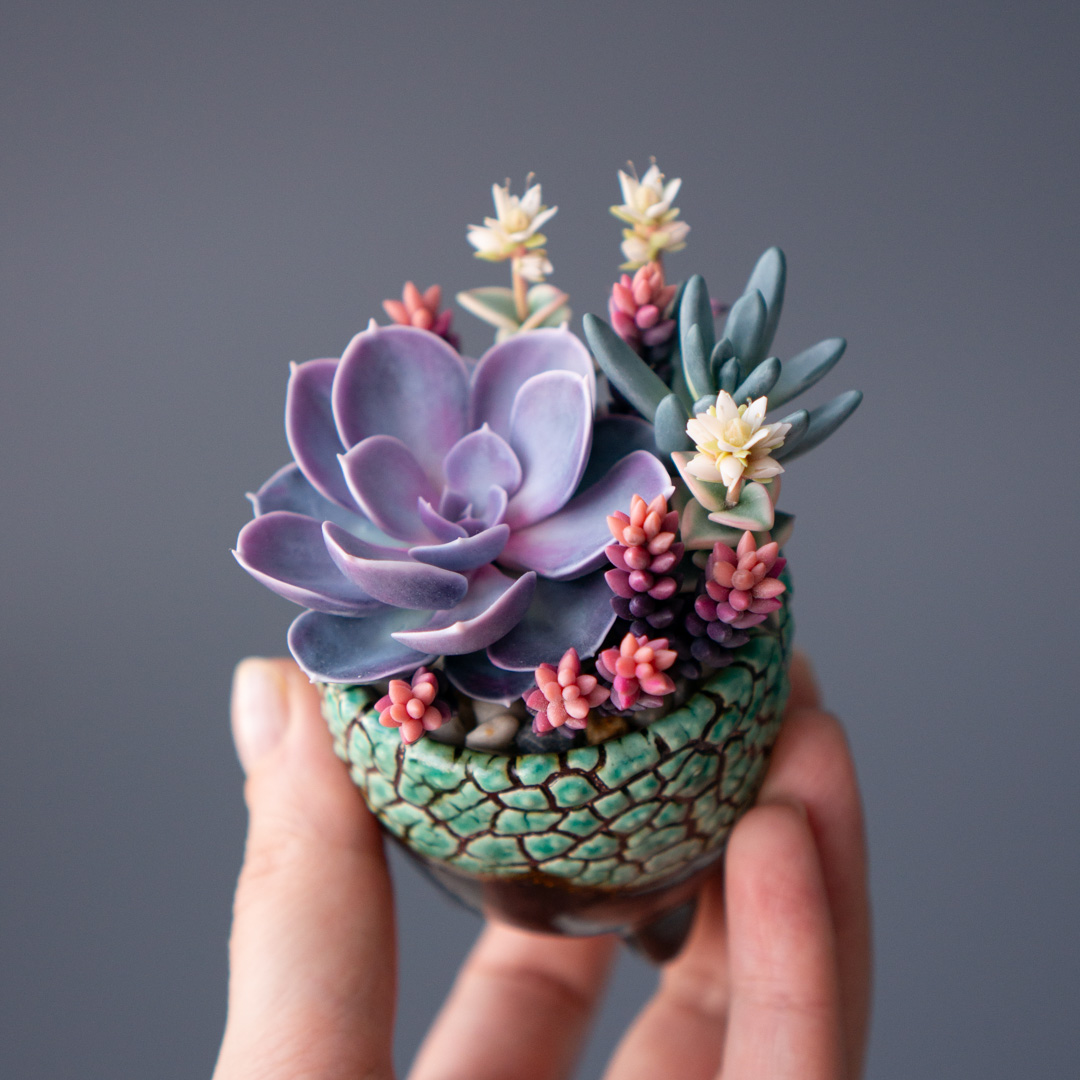 10_jewelry_box_echeveria_perle_von_nurnberg_crassula_calico_kitten_senecio_serpens