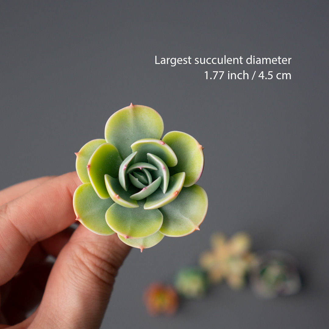 03_brooch_set_with_realistic_succulents_echeveria_peach_pride_sedum_nussbaumerianum