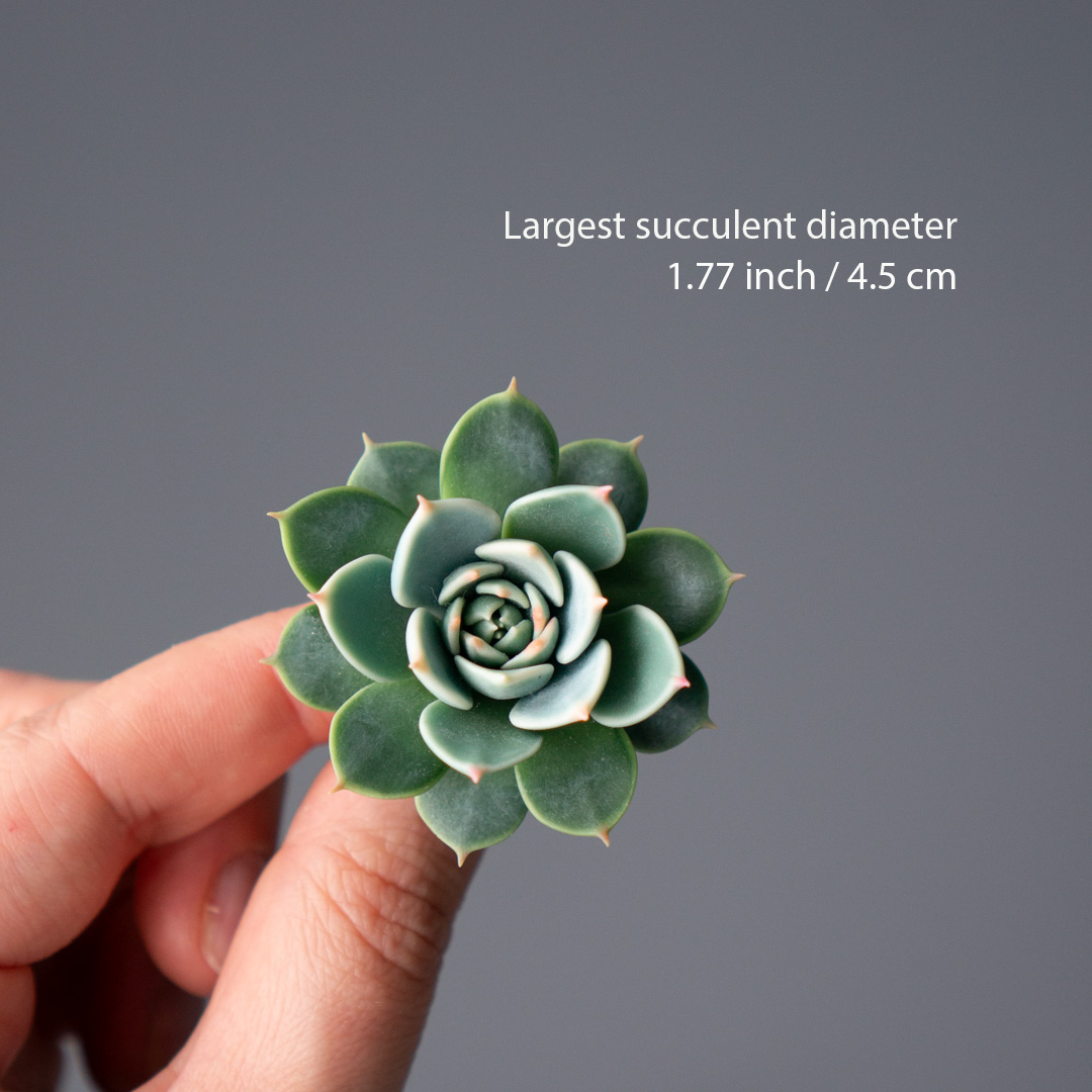 04_brooch_set_with_realistic_succulents_echeveria_chihuahuensis_sedum_spurium_tricolor