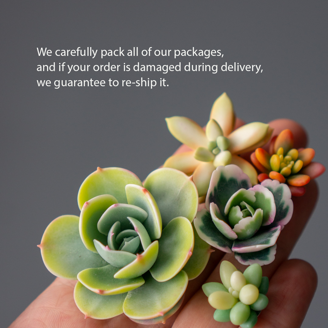 07_brooch_set_with_realistic_succulents_echeveria_peach_pride_sedum_nussbaumerianum