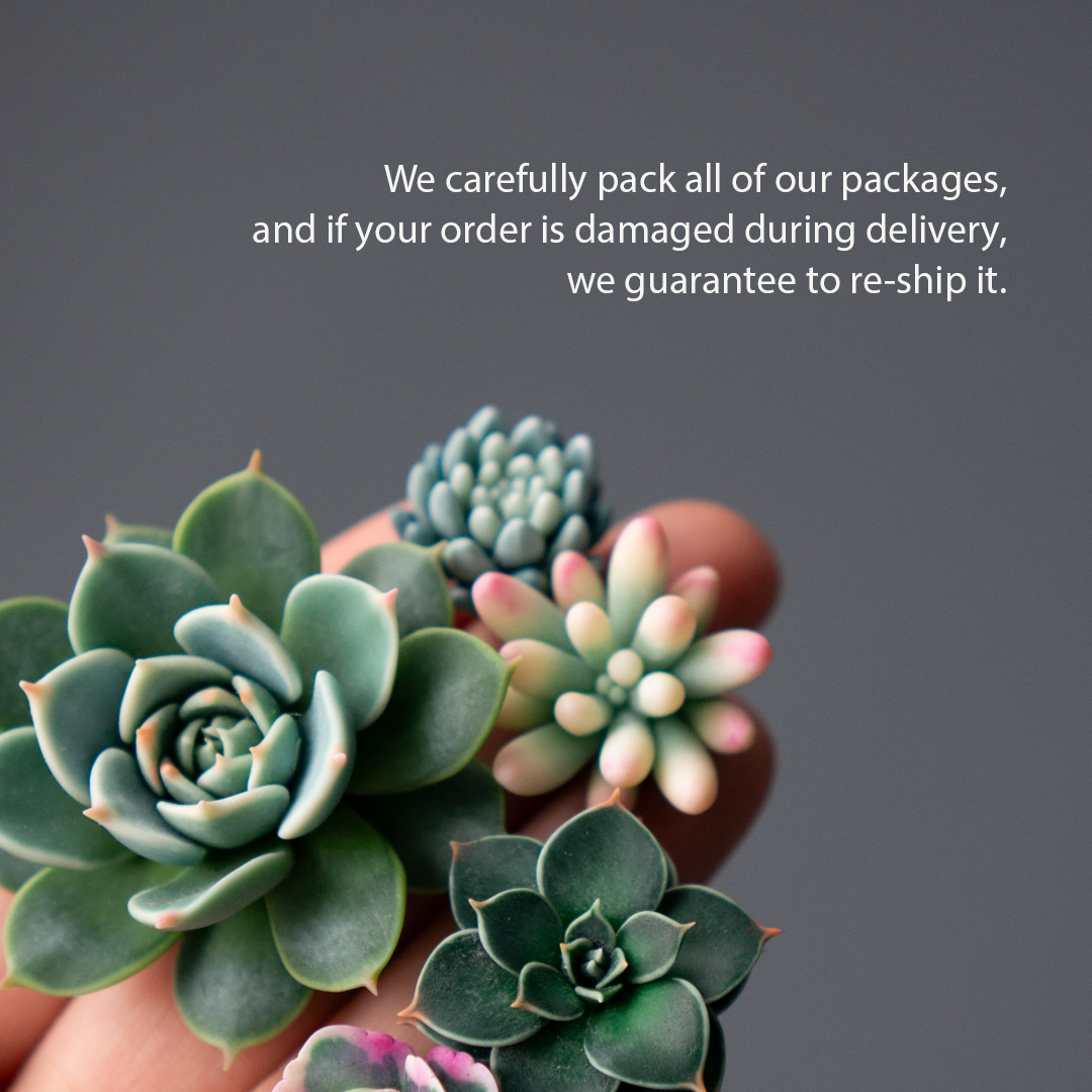08_brooch_set_with_realistic_succulents_echeveria_chihuahuensis_sedum_spurium_tricolor