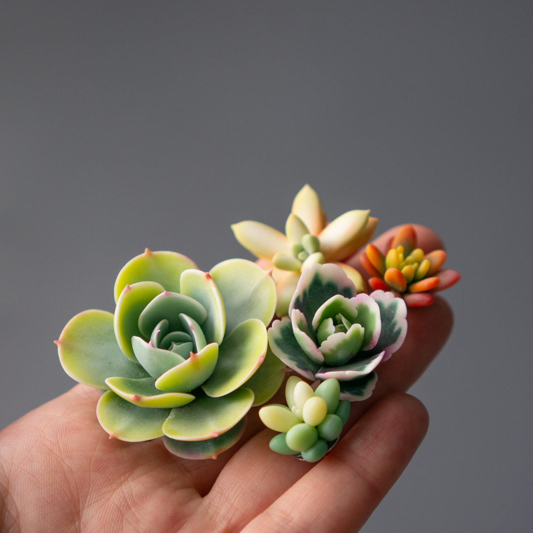 09_brooch_set_with_realistic_succulents_echeveria_peach_pride_sedum_nussbaumerianum